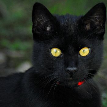 Katze Mauii