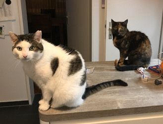 Die Katzen Minka und Clarence